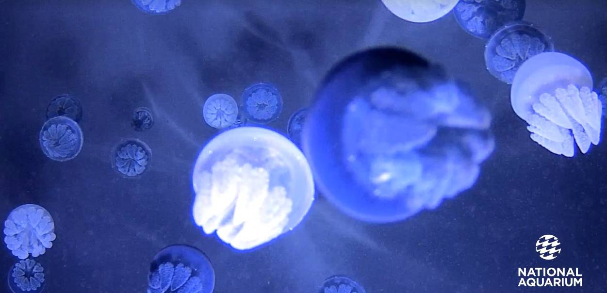 A group of jellyfish in a dark aquarium.