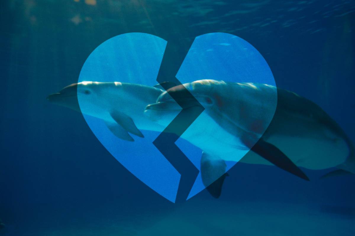 Two dolphins with a broken heart in the water.
