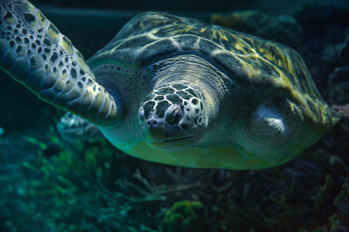 A green sea turtle swimming in an aquarium.