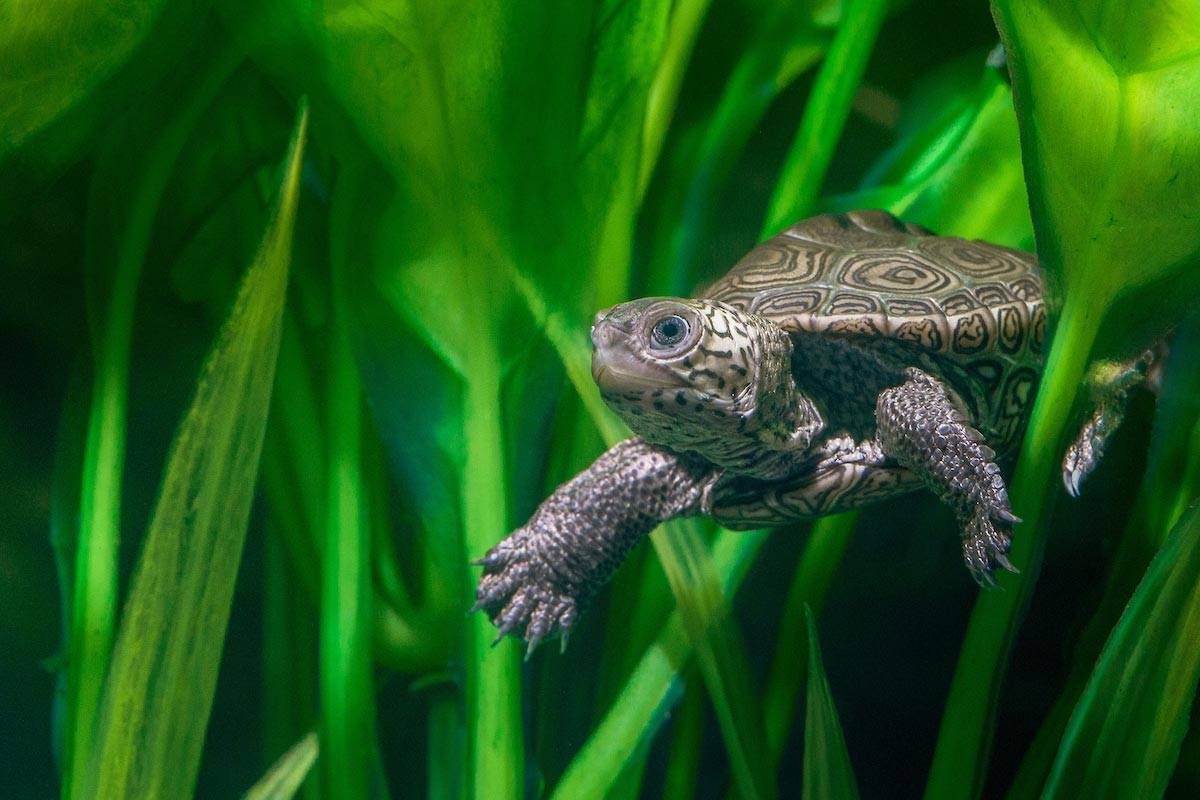 A small turtle is swimming in the grass.