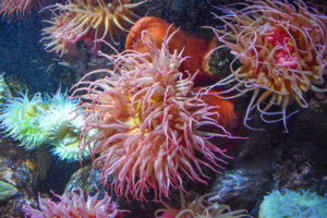 National Aquariu Sea Anemone Depositphotos 517059568 L