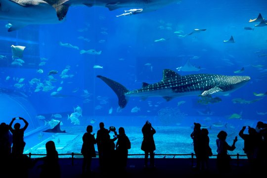 People, whale sharks, aquarium.
