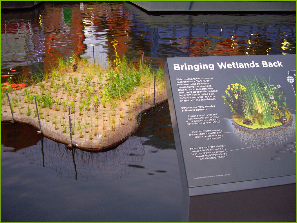 A sign that says "The Harbor Wetland Experience Awaits," bringing wetland back.