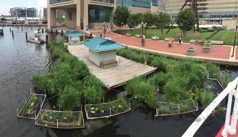 The Harbor Wetland Experience Awaits with a dock adorned with lush plants and a majestic building in the background.