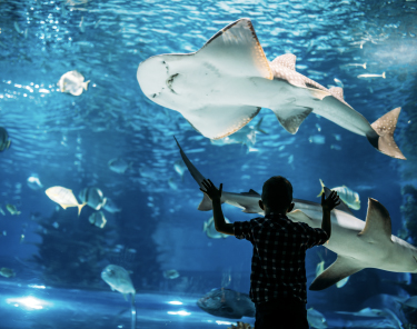A boy is observing sharks in an aquarium at the National Aquarium.
