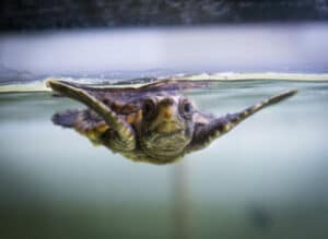 image_BabyLoggerhead