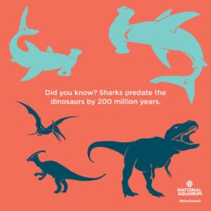 Did you know sharks predate the dinosaurs by 200 million years?.