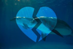 Two dolphins with a broken heart in the water.