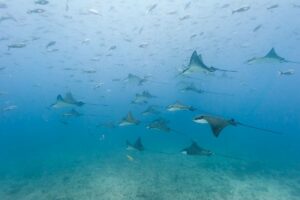 A group of stingrays swimming in the ocean.