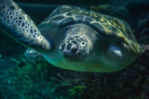 A green sea turtle swimming in an aquarium.