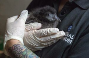 A person holds a small black bird in their hands.