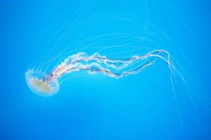 A jellyfish swimming in a blue water.