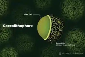 _illustration_graphic-depicting-coccolithophore-algae-cells_center-center