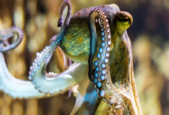 Octopuse