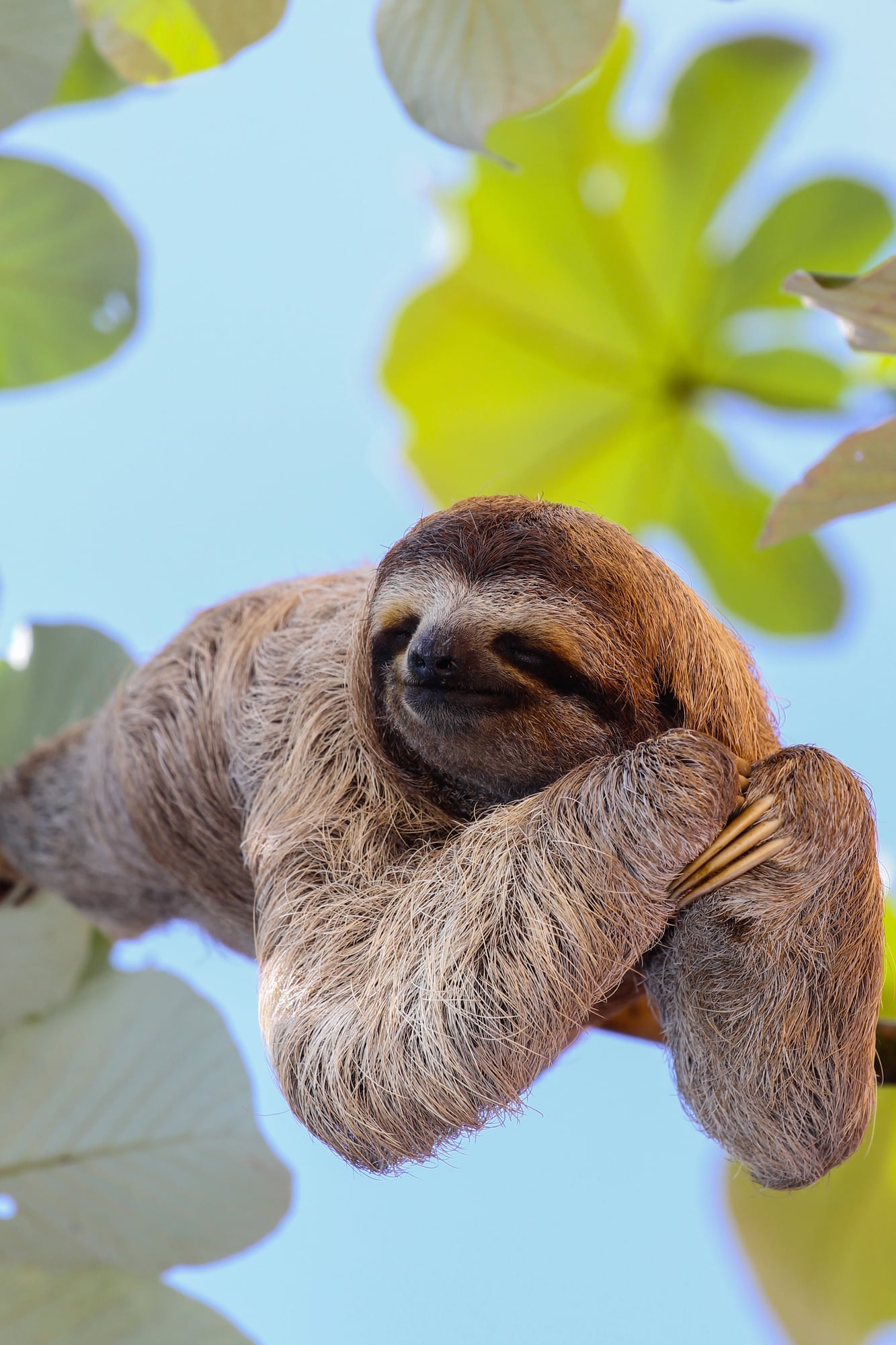 Sloths at the National Aquarium in Baltimore