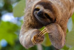 Sloths at the National Aquarium in Baltimore