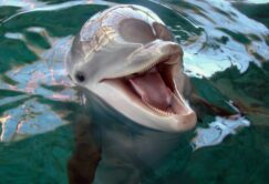 A dolphin with its mouth open is partially submerged in clear water.